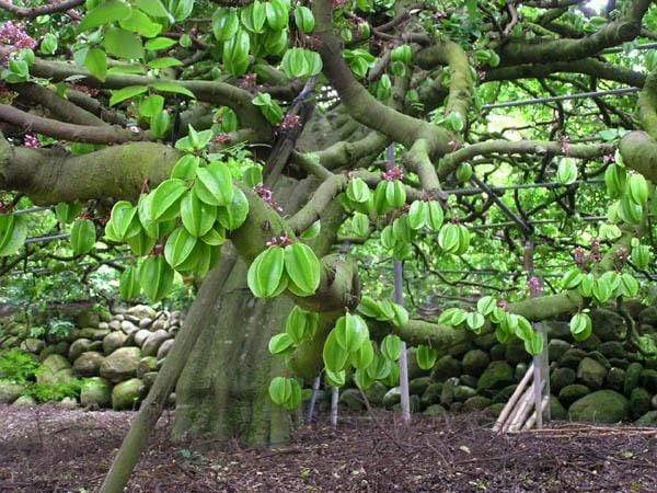 Tìm hiểu ý nghĩa giấc mơ thấy cây khế dự báo tốt hay xui sắp tới?